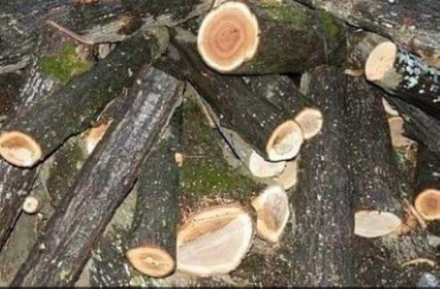 Gorski osiakal gorata, koiato triabvalo da pazi Gorski osiakal gorata, koiato triabvalo da pazi