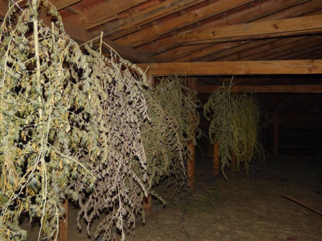 Bulgari gledali kanabis v Belgia