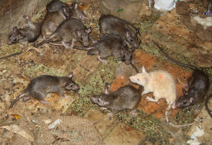 Plahove napadat zaradi mekata zima /VIDEO/