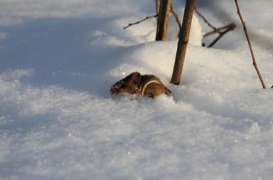 Ochakva I tipichen zimen den