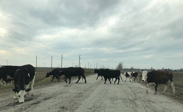 okolovrustno kozlodui