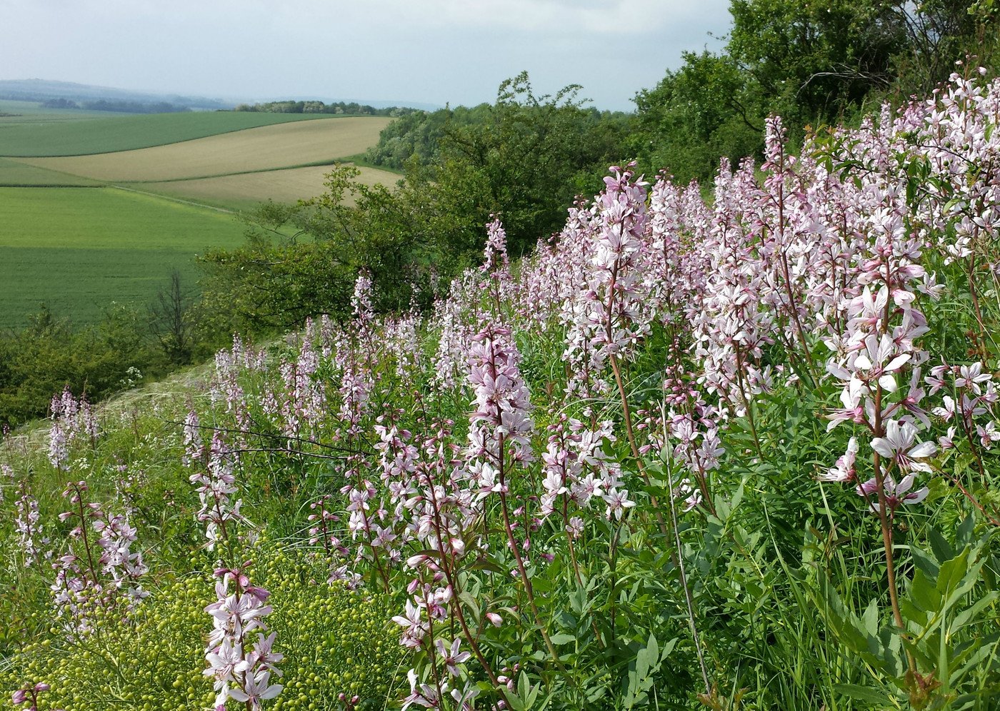 Zashto spored poveriata Spasovden e magichen?
