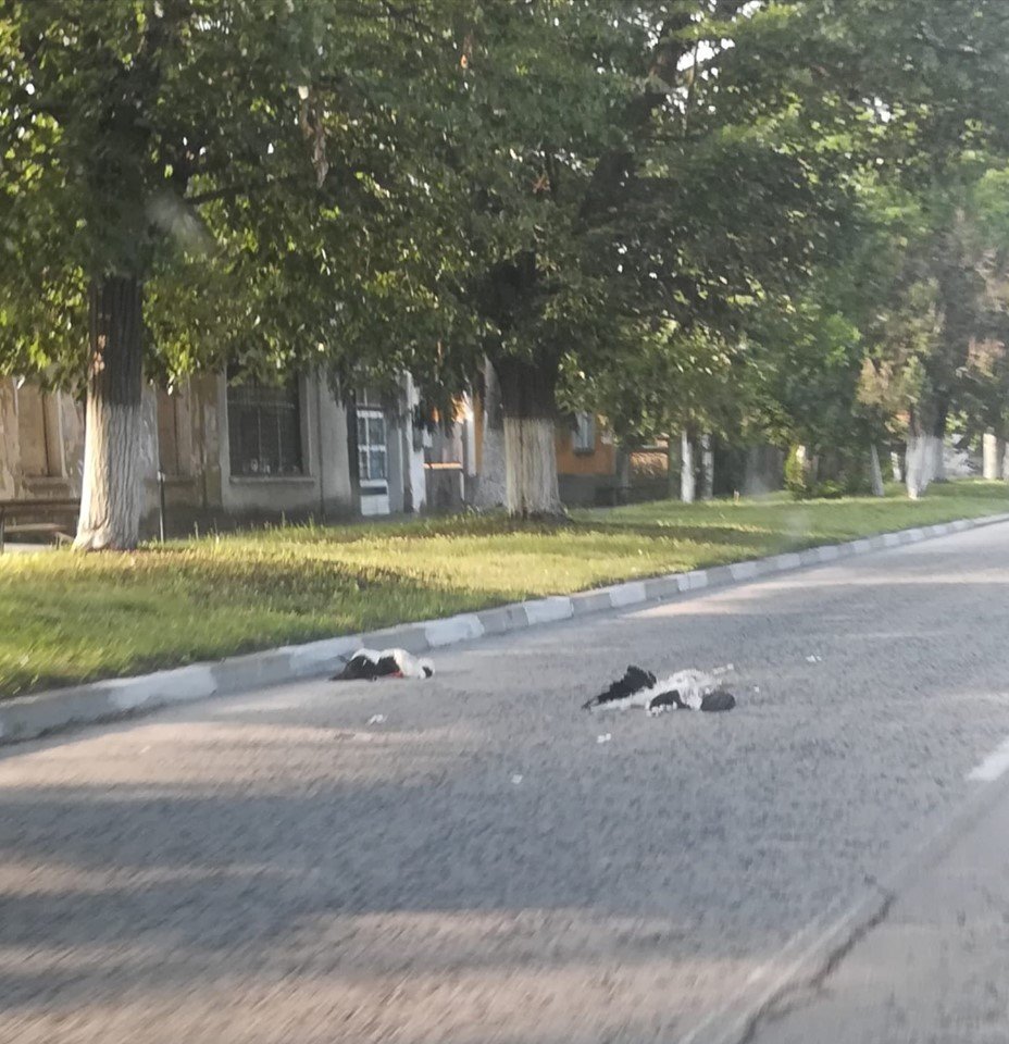 Ekoinspektori ne nameriha malkite na dvata pregazeni shtarkela