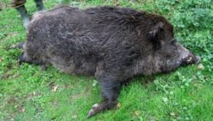 Chumata udria seriozno I darvodobiva