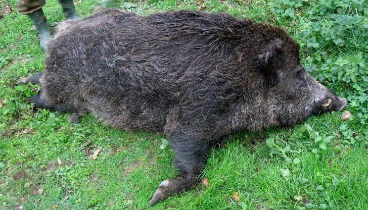 Chumata udria seriozno I darvodobiva