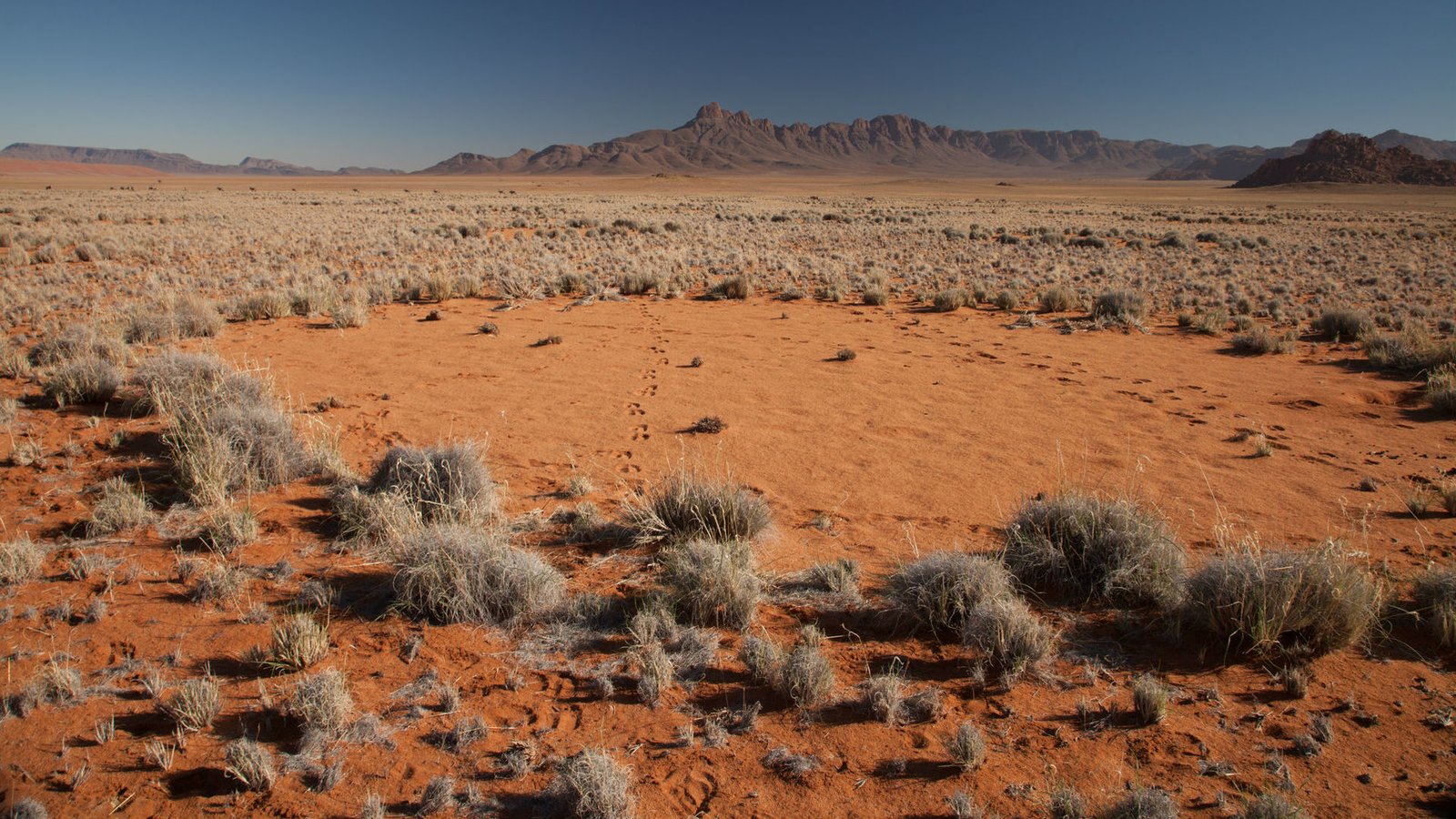 Vse poveche stavat hipotezite stranni kragove v pustiniata