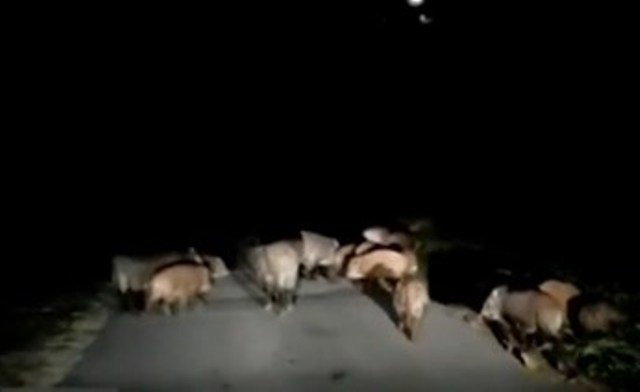 Divi praseta napadat ejednevno tsial gradski kvartal