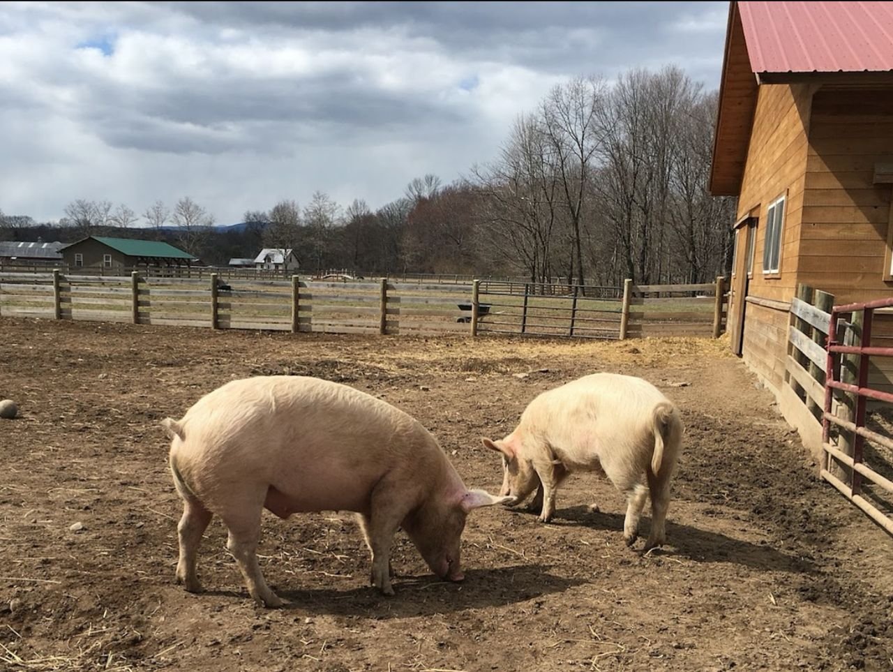 Ima nov sluchai na afrikanska chuma po svinete vav Vrachansko Ima nov sluchai na afrikanska chuma po svinete vav Vrachansko