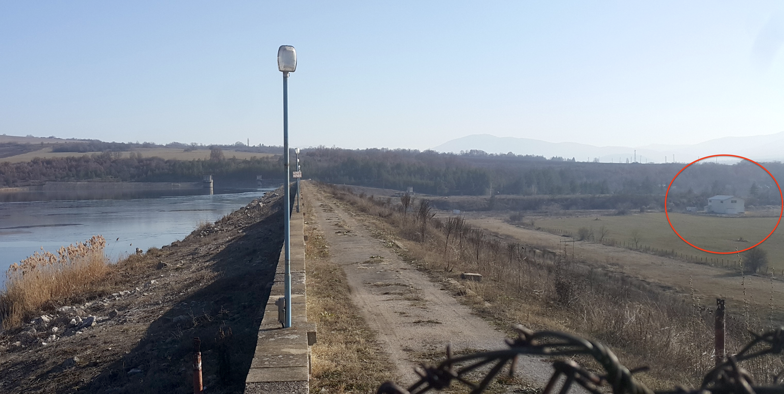 пчелина студена биволъ