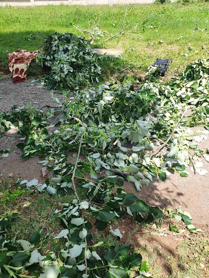 100783051_1112554425780478_7964376552412545024_n