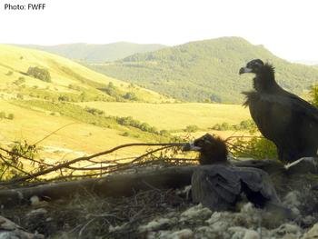 черен лешояд