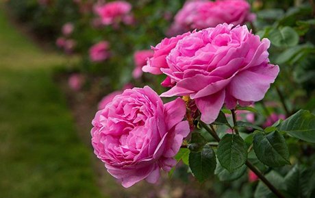 маслодайни рози