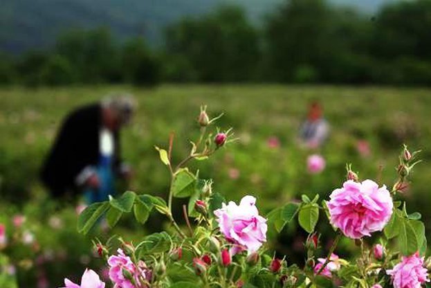 rozi.jpg__623x416_q85_crop_subsampling-2_upscale