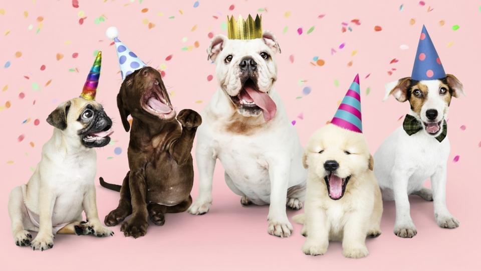 световен ден на кучето