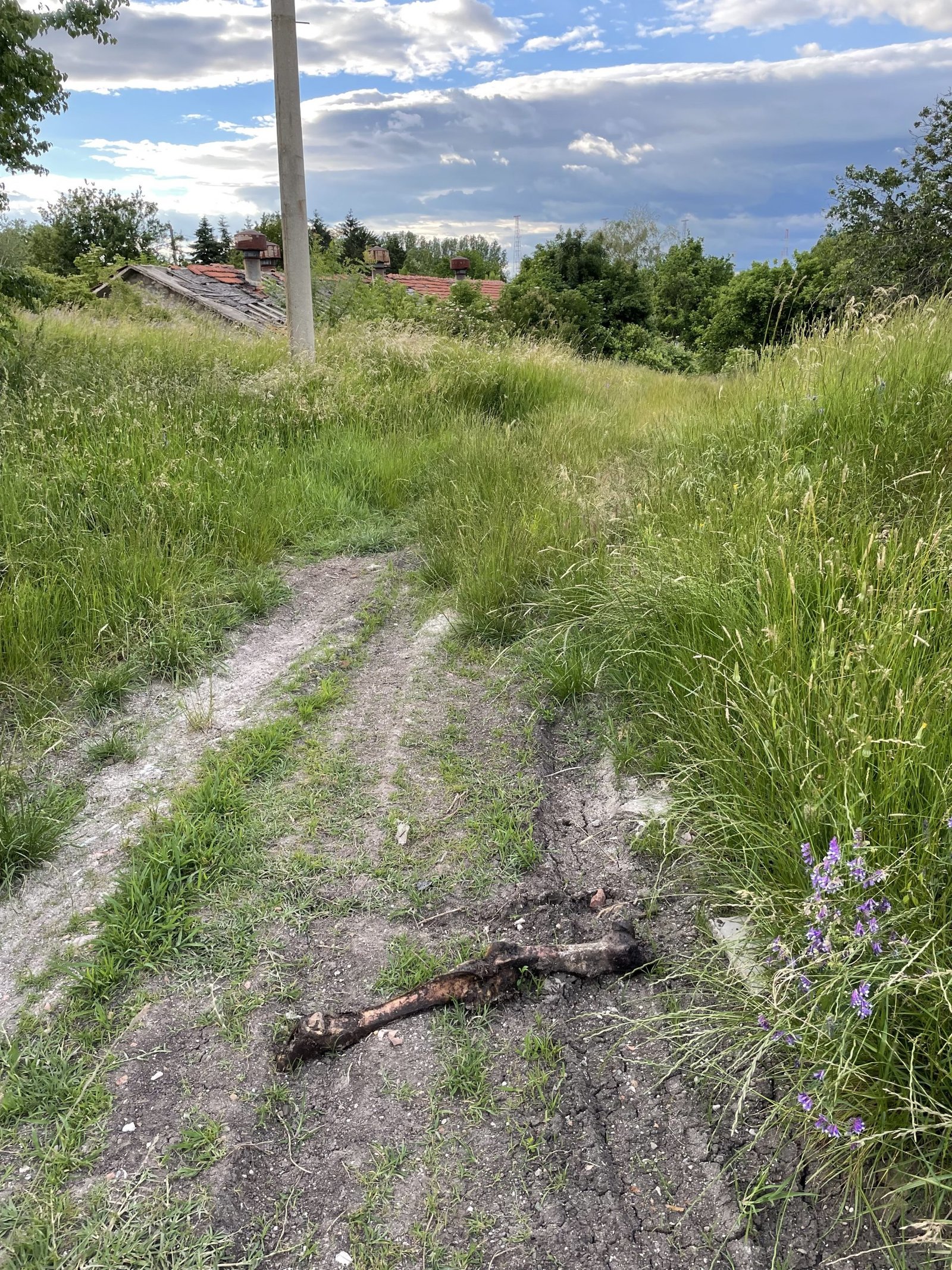 Това е пътят, който води към останките от резиденцията. След няколко метра се губи изцяло от трева, а посетителите могат да видят единствено това, но не и крепостни останки.