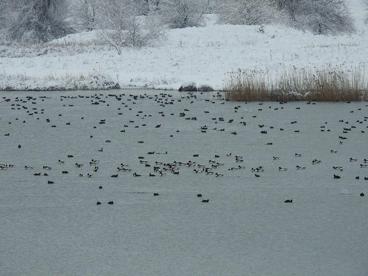 зимуващи птици
