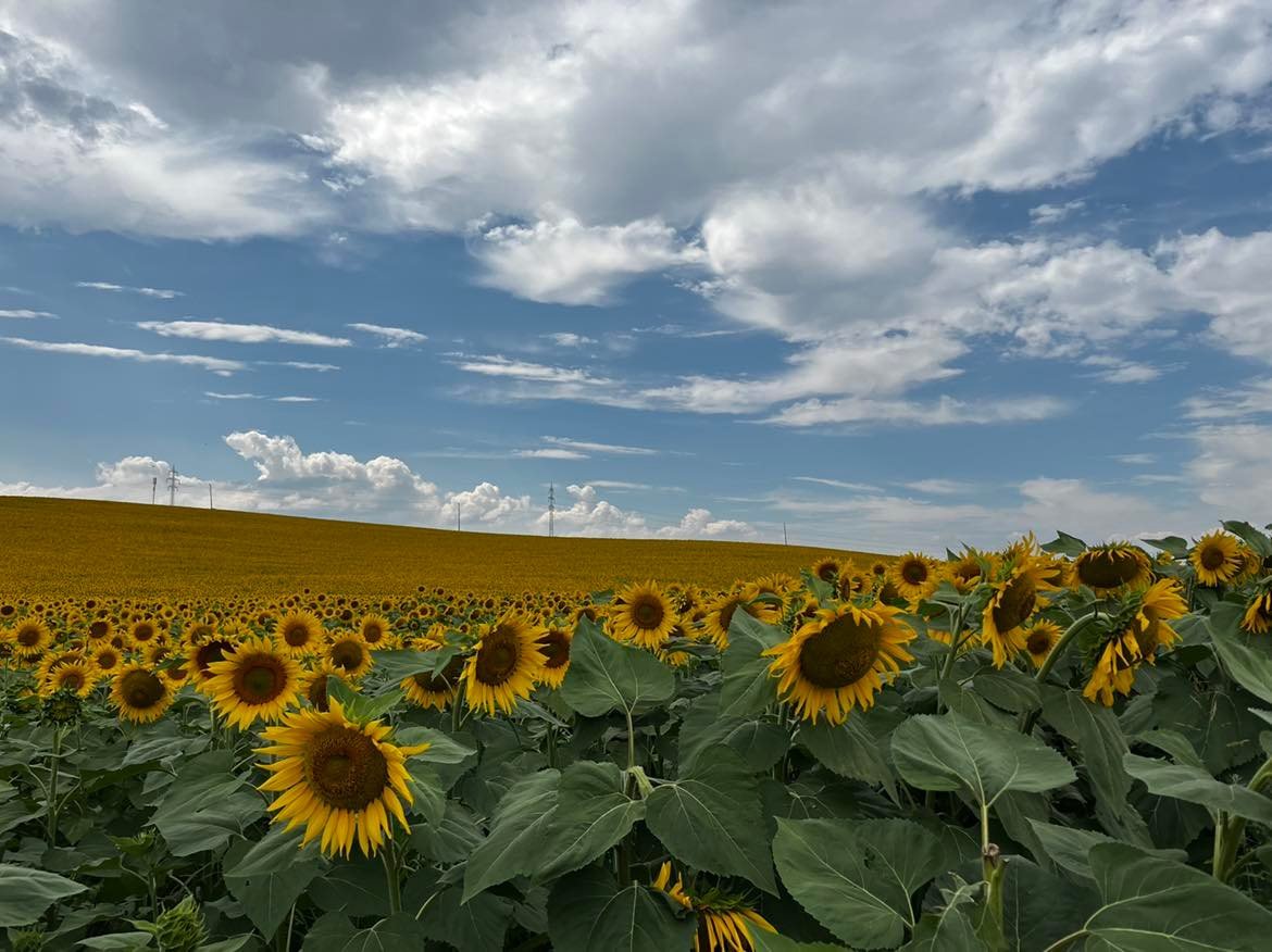 време слънчогледи