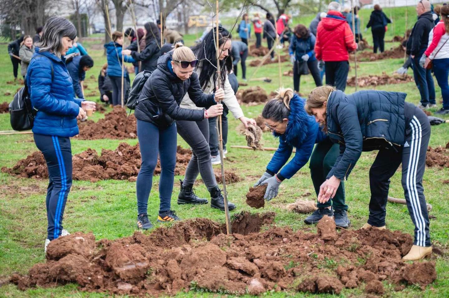 залесяване