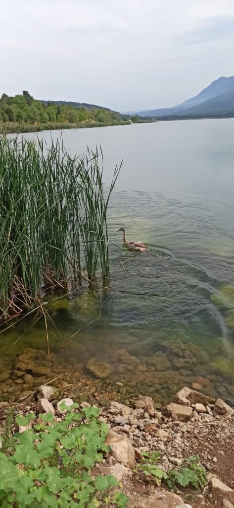 ням лебед добролево