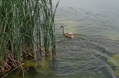 ням лебед добролево