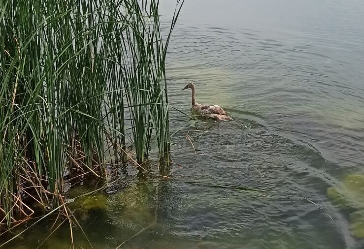 ням лебед добролево