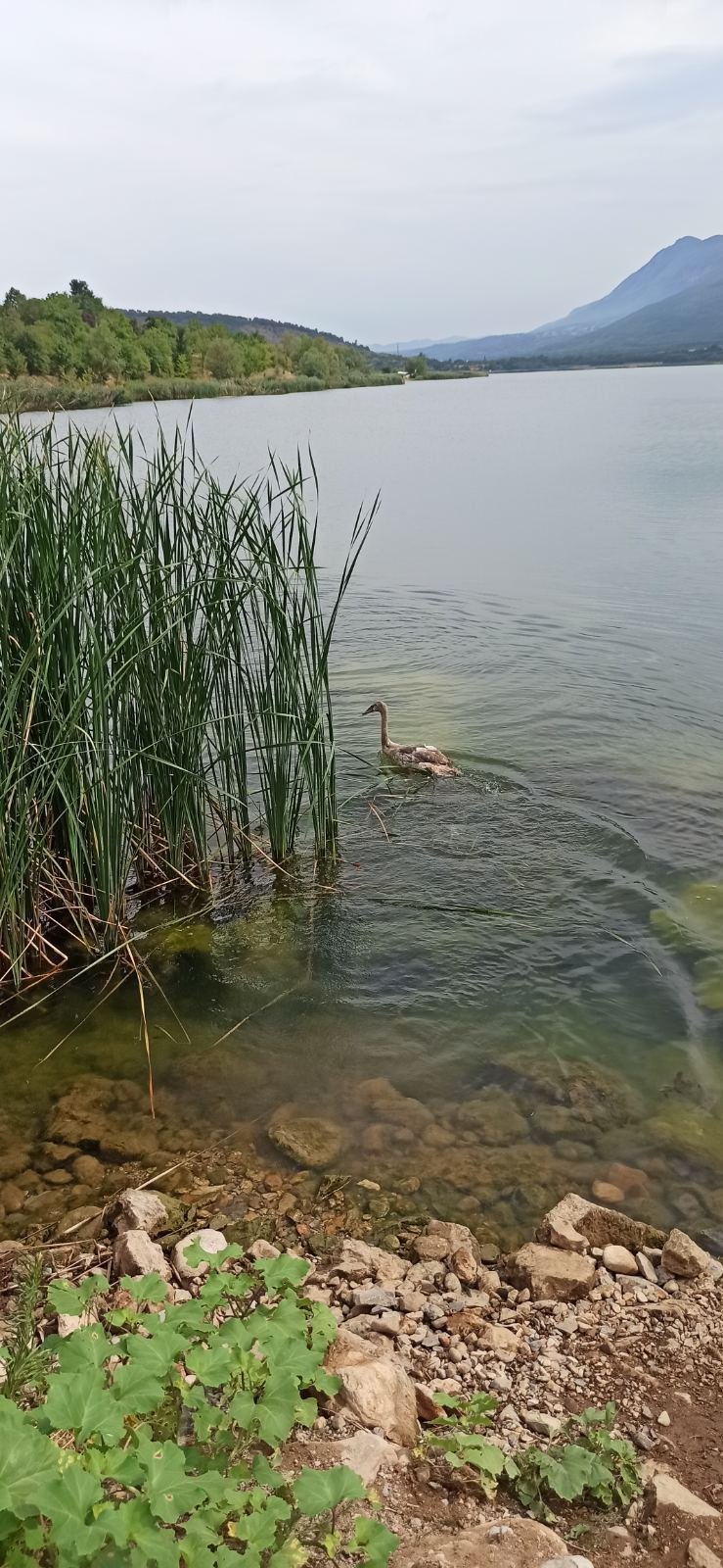 ням лебед добролево